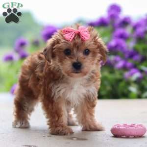 Ruby, Yorkie Poo Puppy